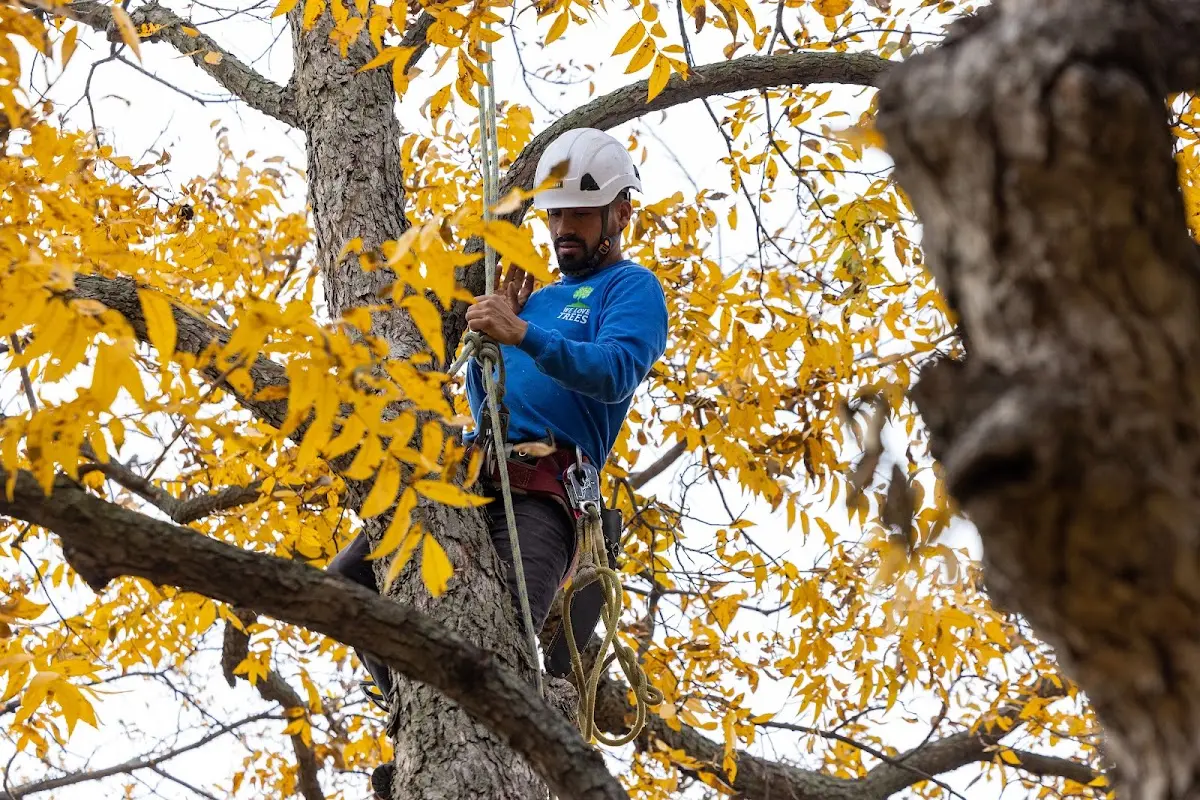 Skilled Storm Damage Cleanup crew working in Greig