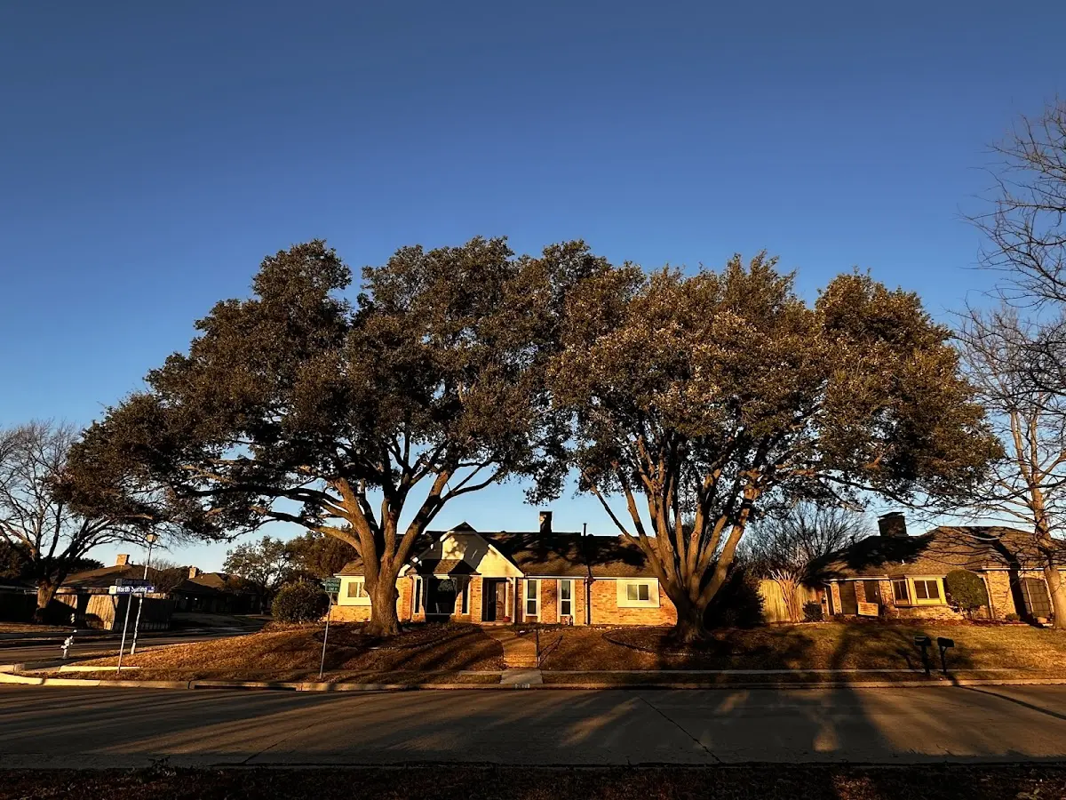Established residential canopy tree shading a home in Greig